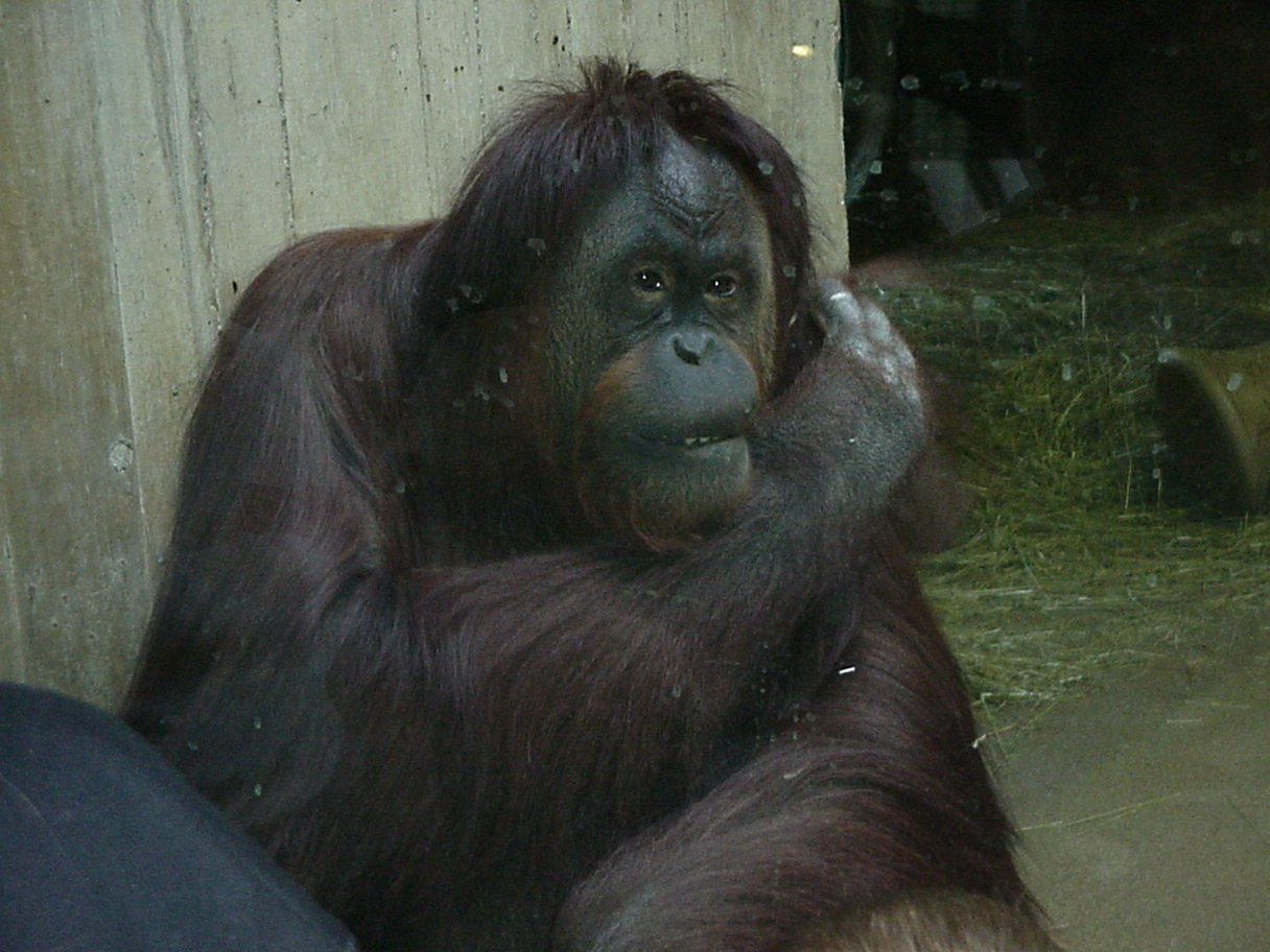 Orangutan 1.jpg